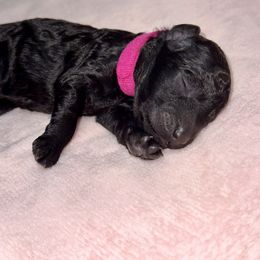 Labradoodle Puppies from Mud Puppies