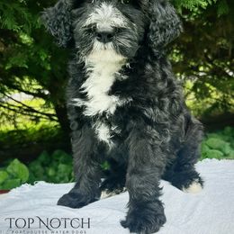 Hulk - Black and white male Portuguese Water Dog puppy in Asheville, North Carolina from Top Notch Portuguese Water Dogs