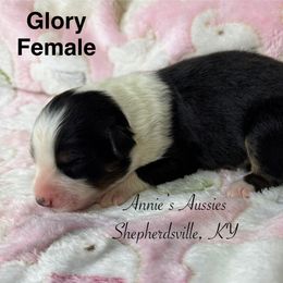 Glory - Black tri-color female Australian Shepherd puppy in Shepherdsville, Kentucky from Annie's Aussies