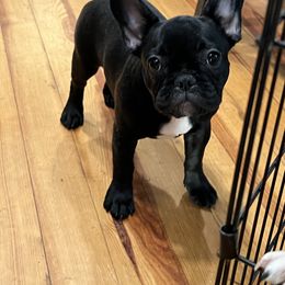 Luna - French Bulldog puppy in Kingston, Massachusetts from Fendi Frenchies