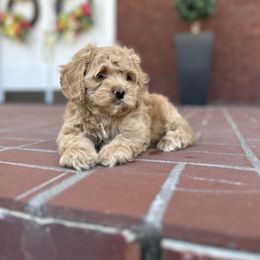 Cockapoo Puppies from Von Shafer Kennel