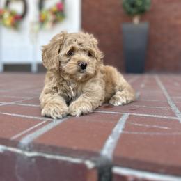 Cockapoo Puppies from Von Shafer Kennel