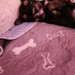 Rascal - Black and tan male Yorkshire Terrier puppy in Chickasha, Oklahoma from SISSYS YORKIES