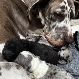 Great Dane puppies from Denver Danes