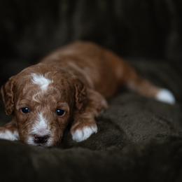 Link - Red male Cavapoo puppy in Kalamazoo, Michigan from Sleeping Bear Kennels