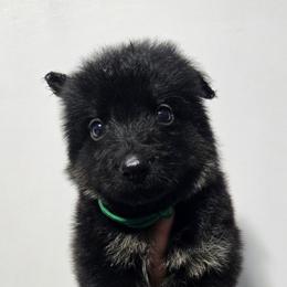 Green Male - Black and tan male German Shepherd puppy in Ocala, Florida from Guardian Shepherds