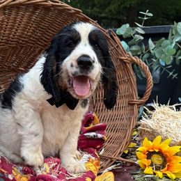 Lev - Black white and tan male English Springer Spaniel puppy in Cookeville, Tennessee from Krossroads Kennel
