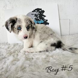 Boy 5 - Blue merle and white male Cardigan Welsh Corgi puppy in Natchitoches. La, Louisiana from Bleu Bayou Corgis