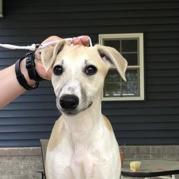 Helgi - Fawn Whippet puppy in Muncie, Indiana from Valenwood Whippets