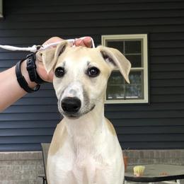 Helgi - Fawn Whippet puppy in Muncie, Indiana from Valenwood Whippets