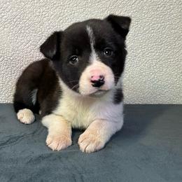 Adel - Black and white female Border Collie puppy in Chattanooga, Tennessee from Ross Vegas Kennels