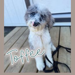 Turquoise - Merle female Sheepadoodle puppy in Youngstown, Florida from Wonderland’s Boujie Kennels