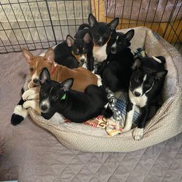 Basenji Puppies from Coachella Valley Basenjis