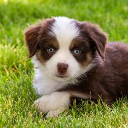 Miniature American Shepherd and Miniature Australian Shepherd Puppies from Bellewynd Acres