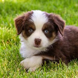 Miniature American Shepherd and Miniature Australian Shepherd Puppies from Bellewynd Acres