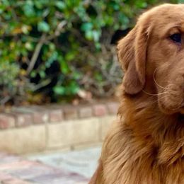 Golden Retrievers from San Luis Rey River Goldens