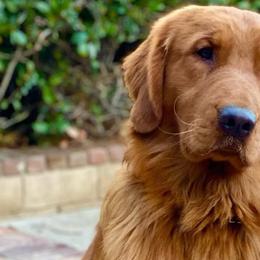 Golden Retrievers from San Luis Rey River Goldens