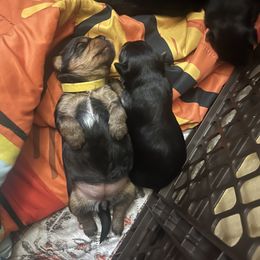 Yorkshire Terrier Puppies from The Yorkie House