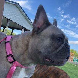 Chanel - French Bulldog