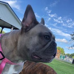 Chanel - French Bulldog