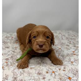 Emerald - Caramel male Australian Labradoodle puppy in Sacramento, California from Little Farmstead Labradoodles