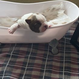 Boston Terrier Puppies from Angie's Little Bostons