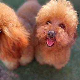Prada - Maltipoo