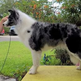 Border Collie puppies from Beyond City Lights