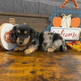 Boy 1 - Dapple male Dachshund puppy in Stilwell, Oklahoma from Bidding Creek Dachshunds