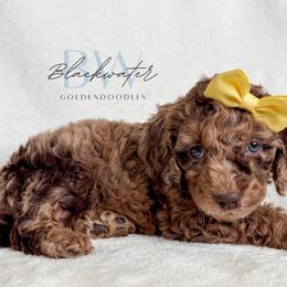 Maple - Merle female Goldendoodle puppy in Amarillo, Texas from Blackwater Doodles