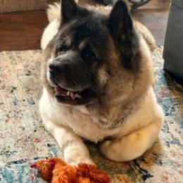 Akita Puppies from TLC Akitas