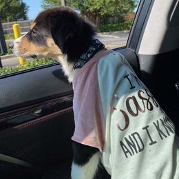 Australian Shepherd Puppies from CassLee Australian Shepherds