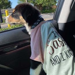 Australian Shepherd Puppies from CassLee Australian Shepherds