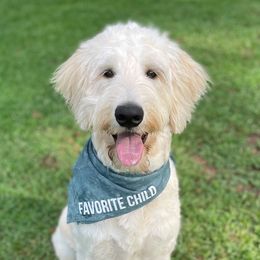 Willow - Goldendoodle