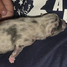 Mini Mini - Blue merle male Pomeranian puppy in Mays Landing, New Jersey from KB Pom Pups