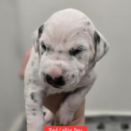 Red Collar Boy - White and black male Dalmatian puppy in Centereach, New York from LINY Dalmatians