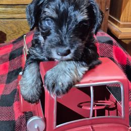 Jack - Black and silver male Miniature Schnauzer puppy in Fountain City, Indiana from Bearded Dynasty Schnauzers
