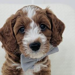 Printz - Goldendoodle puppy in Holly Pond, Alabama from Sweet Southern Doodles