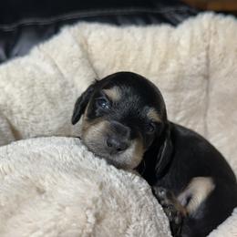 4th Born Black and Cream - Black and cream female Dachshund puppy in Rochester, Washington from Curtiss Dachshunds