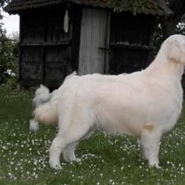 Victor - Golden Retriever