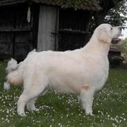 Victor - Golden Retriever