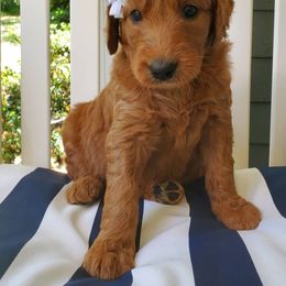 Goldendoodle Puppies from Rustic Road Doodles