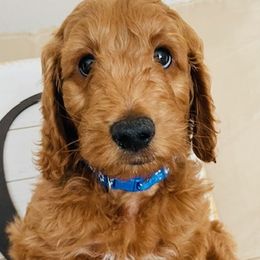 Boy 3 - Red  Goldendoodle puppy in Los Alamitos, California from Given Doodles