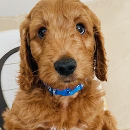 Boy 3 - Red  Goldendoodle puppy in Los Alamitos, California from Given Doodles
