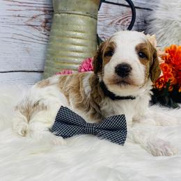 Denver.  AKC. Clear - Parti male Poodle puppy in Nixa, Missouri from Family Poodles