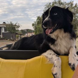 Ellie May - Australian Shepherd