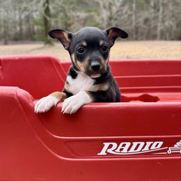 Diesel - Black white and tan male Rat Terrier puppy in Brandon, Mississippi from Henry Farms Rat Terriers