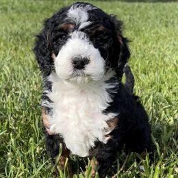 Bernedoodles from Freeman Ranchette Doodles