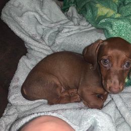 Dachshund Puppies from Slinky’s Dachshunds