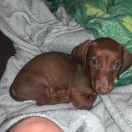 Dachshund Puppies from Slinky’s Dachshunds
